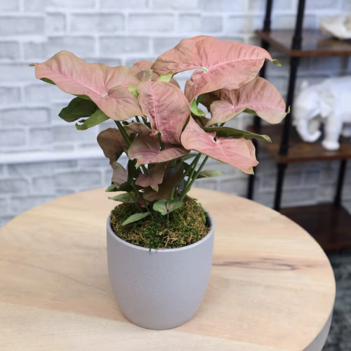 Syngonium Pink Allusion vine with delicate pink-veined foliage