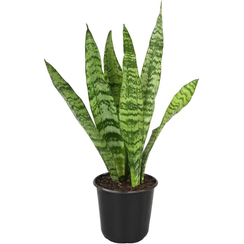Close-up of Sansevieria Zeylanica striped leaves