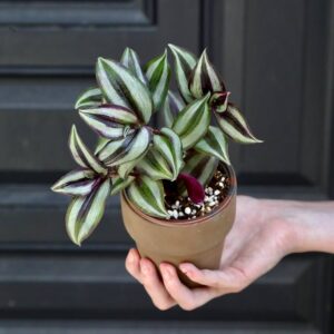 Wandering Jew plant with green and silver striped leaves