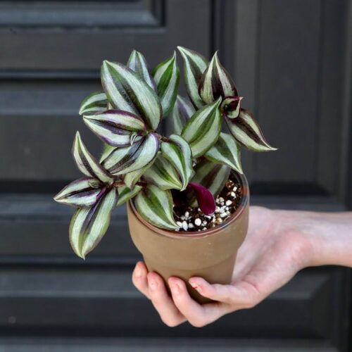 Wandering Jew plant with green and silver striped leaves