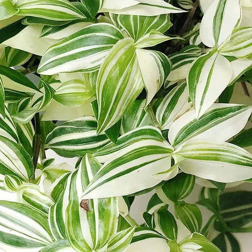 Close-up of green and white variegated leaf pattern