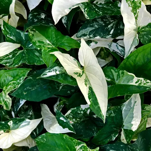Syngonium Albo climbing on moss pole in bright indoor light
