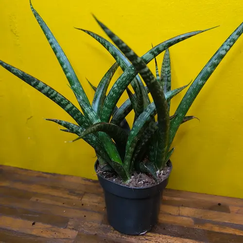 Close-up of Sansevieria Trifasciata 'Megan' variegated leaves