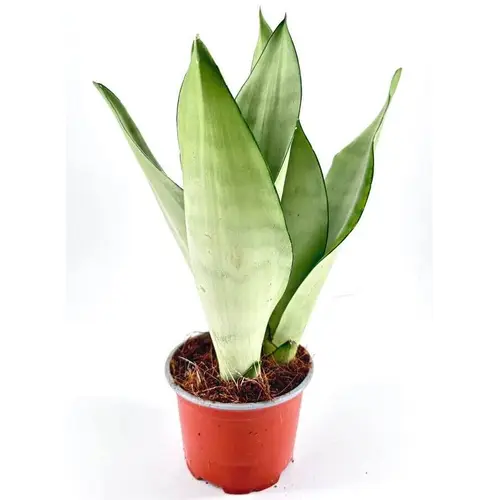 Sansevieria Moonshine in pot with pumice and potting mix