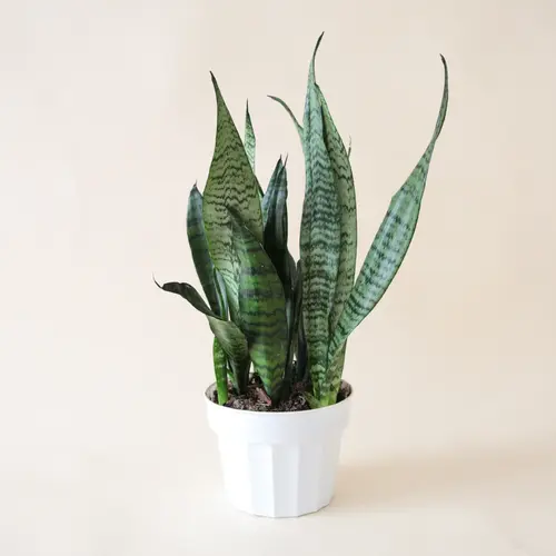 Snake Plant Zebra in pot with pumice and potting mix