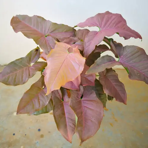 Pink Allusion Syngonium in decorative pot on window sill
