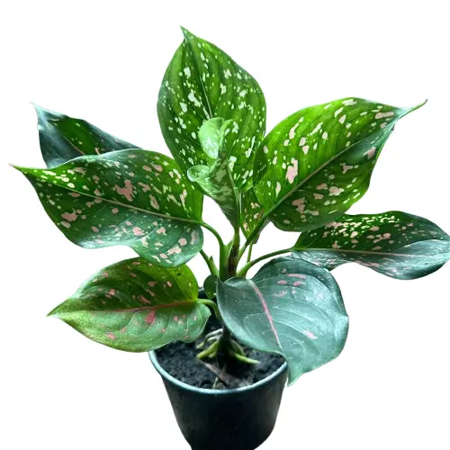 Aglaonema Pink Dots plant with vibrant green and pink-speckled leaves in a nursery pot, imported from Thailand