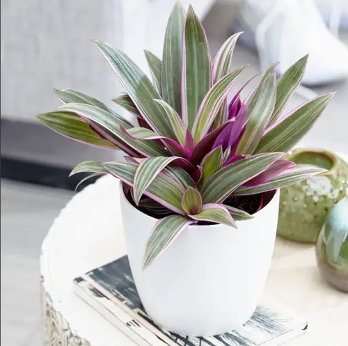 Oyster Plant (Rhoeo spathacea), also known as Moses‑in‑the‑Cradle,