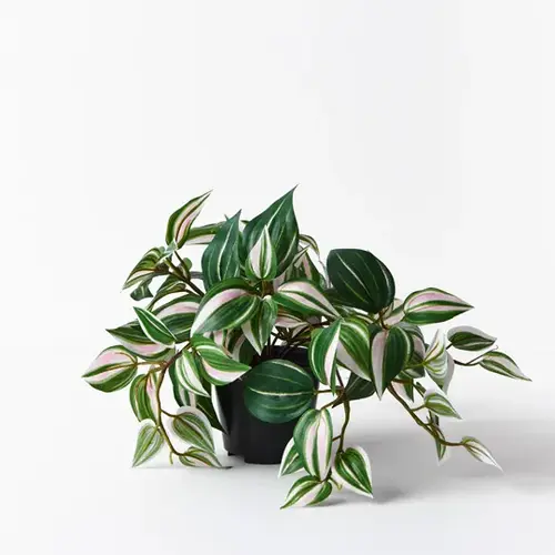 Wandering Jew Green & White plant with trailing striped leaves