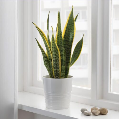 Golden Snake Plant placed on modern tabletop