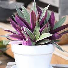 Close-up of Rhoeo foliage showcasing vibrant purple underside