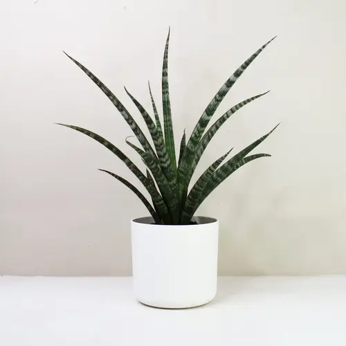 Sansevieria Megan in decorative pot with pumice top layer
