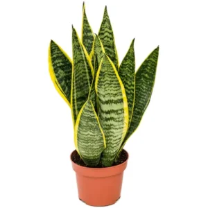 Snake Plant Golden - SANSEVIERIA TRIFASCIATA