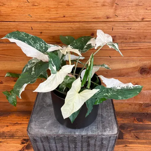 Albo Variegated Syngonium plant with white and green marbled leaves