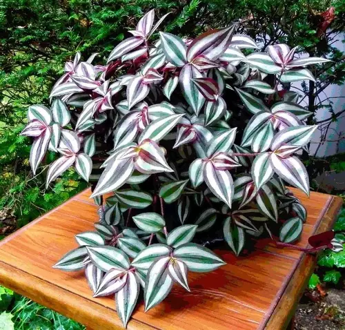 Close-up of Tradescantia zebrina foliage with purple undersides