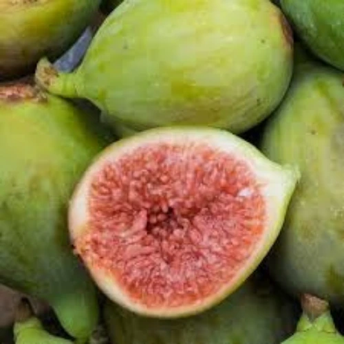 Healthy Turkish White Fig Plant 2–3 feet for home garden – SeedBeej.pk