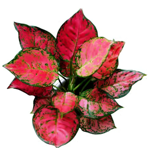 Aglaonema Pink indoor plant in decorative pot – 2.5 feet tall