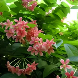 Healthy Combretum indicum plant in pot for home garden – SeedBeej.pk