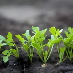 Rocket Plant (Arugula)