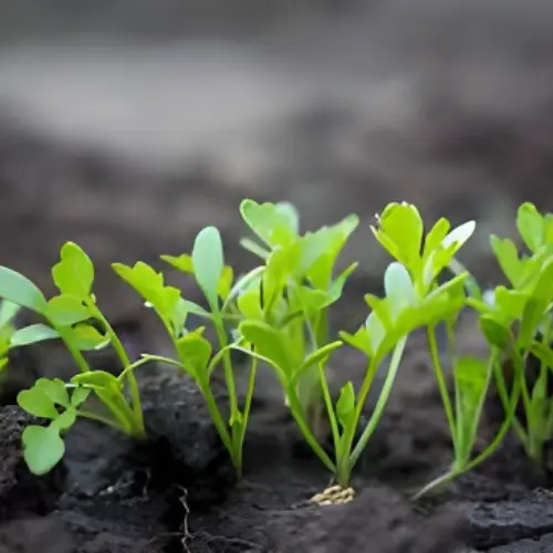 Rocket Plant (Arugula)