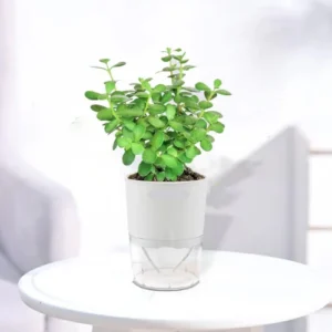 Self watering white pot 5.8 inch with built-in reservoir – SeedBeej.pk