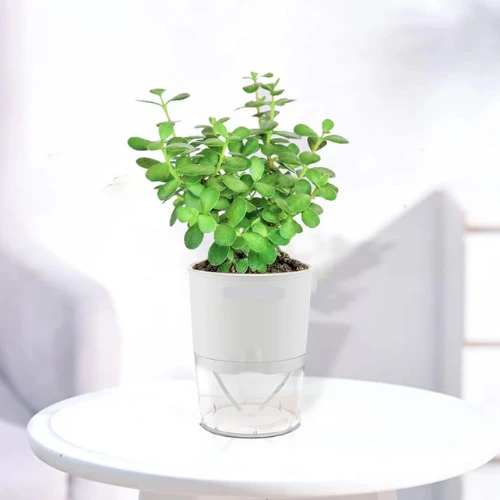 Self watering white pot 5.8 inch with built-in reservoir – SeedBeej.pk