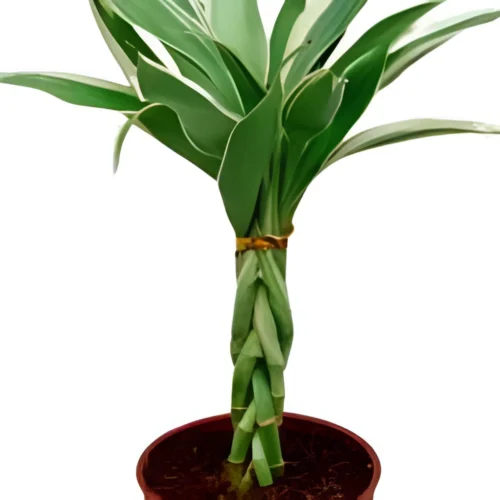 Braided Lucky Bamboo (Dracaena sanderiana – 3 Stalks)