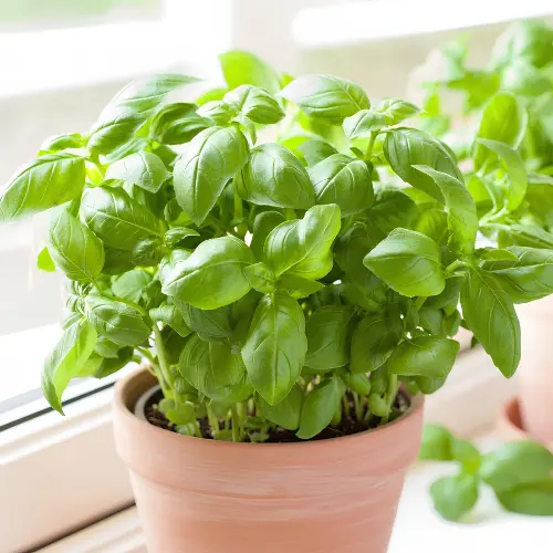 Healthy basil plant with broad green leaves growing in a sunlit balcony pot in Pakistan