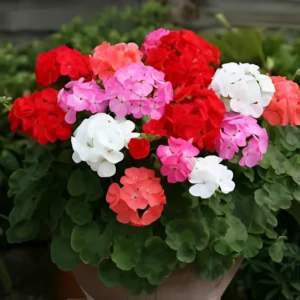 Geranium Flower Hybrid F1 Seeds (10 Seeds)