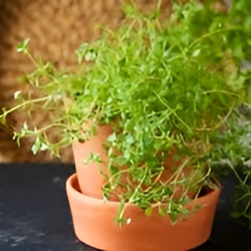 Thyme Plant