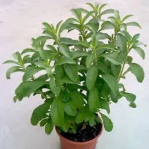 Fresh stevia plant for home garden in Pakistan – natural sugar alternative