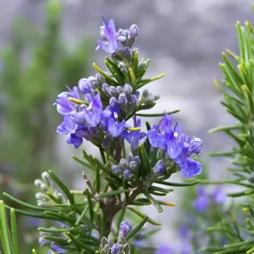 Premium rosemary seeds for home kitchen garden in Pakistan