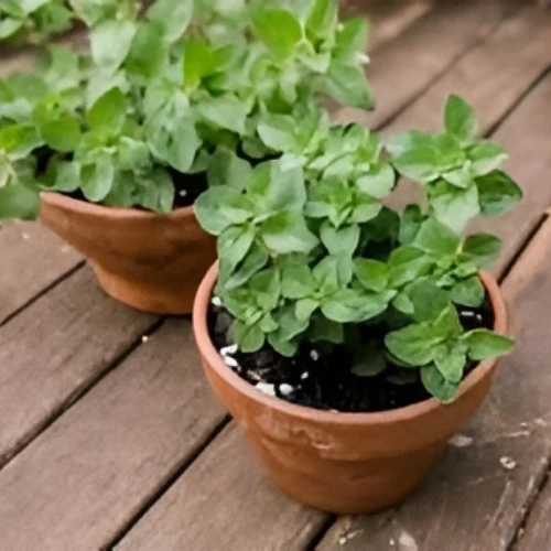 Oregano Plant