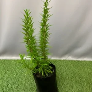 Rosemary Plant