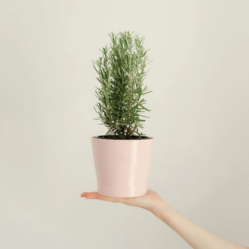 Rosemary Plant