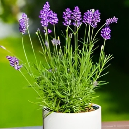 lavender Plant