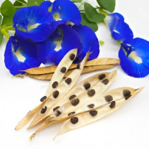 Butterfly Pea Seeds (5Seeds)
