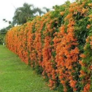 Cassia fistula flowering vine plant for pergolas and gardens – SeedBeej.pk