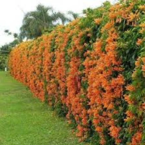Cassia fistula flowering vine plant for pergolas and gardens – SeedBeej.pk