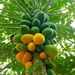 Papaya Red Lady F2 plant with ripe red-orange fruits – SeedBeej.pk