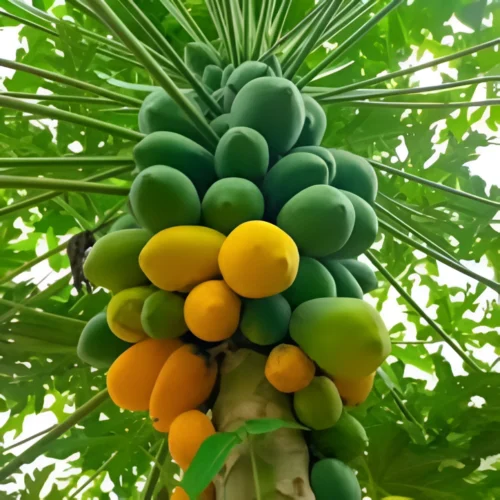 Papaya Red Lady F2 plant with ripe red-orange fruits – SeedBeej.pk