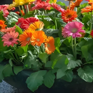 Gerbera Flower Hybrid F1 Seeds (10 Seeds)