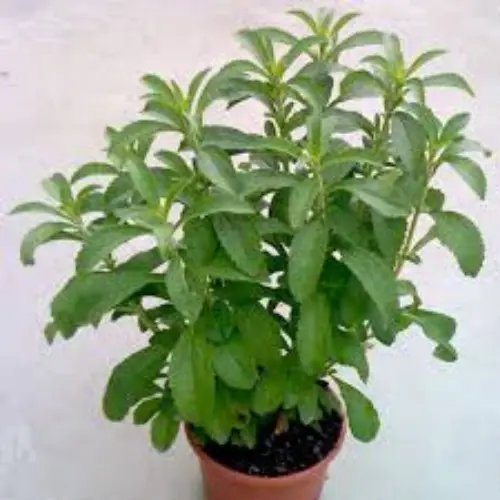 Fresh stevia plant for home garden in Pakistan – natural sugar alternative