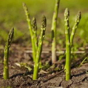 Healthy Asparagus Plant with tender shoots and fern-like foliage in pot
