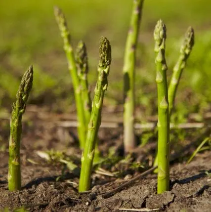 Healthy Asparagus Plant with tender shoots and fern-like foliage in pot