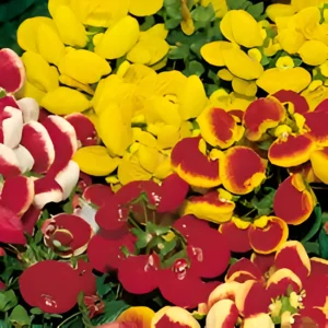 Calceolaria (Slipper flowers) Hybrid F1 Seeds (10 Seeds)