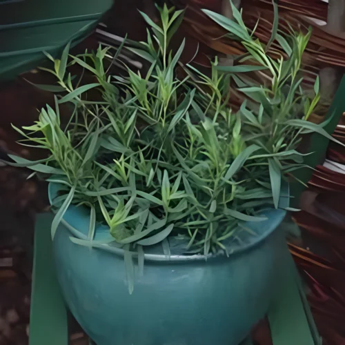 Tarragon herb plant