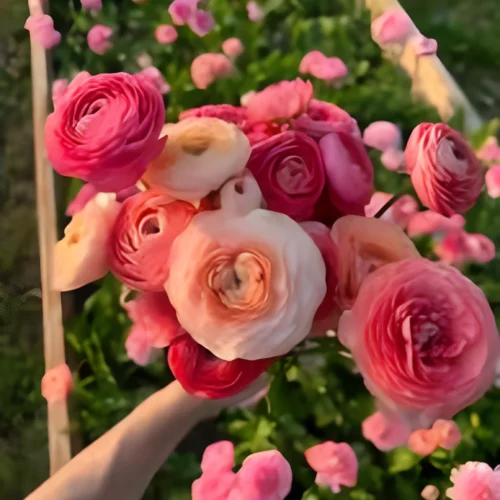 Healthy Ranunculus plant seeds for winter gardening
