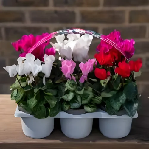 Premium cyclamen flower seeds for pots and gardens in Pakistan – SeedBeej.pk