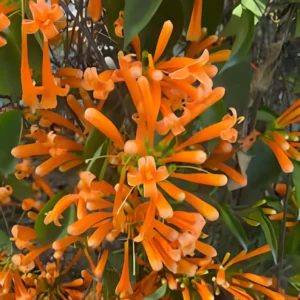 Live Golden Shower Vine Plant with yellow flowers – SeedBeej.pk